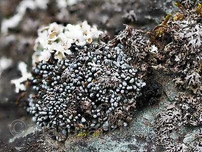 _8270527 / Toninia physaroides