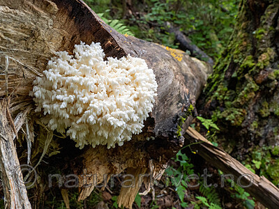 _8301119 / Hericium coralloides / Korallpiggsopp <br /> Populus tremula / Osp