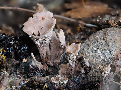 _9130099 / Hydnellum gracilipes / Skyggebrunpigg