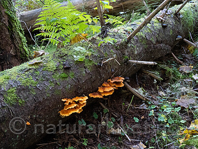 _A040080 / Pycnoporellus fulgens / Flammekjuke
