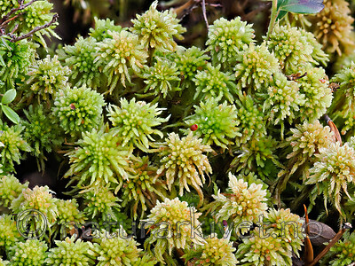 _A240062 / Sphagnum wulfianum / Huldretorvmose