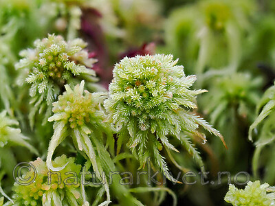 _A240126 / Sphagnum wulfianum / Huldretorvmose