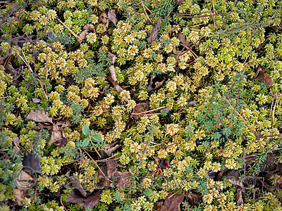 _A240134 / Sphagnum wulfianum / Huldretorvmose