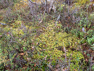 _A240138 / Sphagnum wulfianum / Huldretorvmose