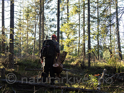 _B121095 / Capreolus capreolus / Rådyr