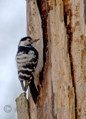 _SRE6713 / Dendrocopos minor / Dvergspett