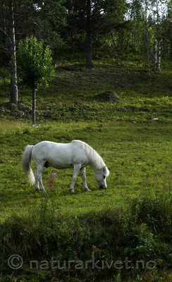 _SRE8567 / Equus caballus / Hest