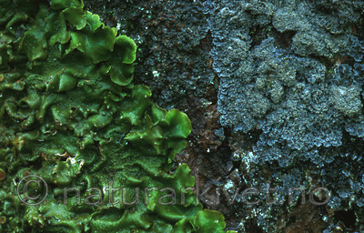 bb345 / Lobaria virens / Kystnever <br /> Pannaria rubiginosa / Kystfiltlav