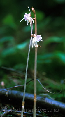 bb369 / Epipogium aphyllum / Huldreblom