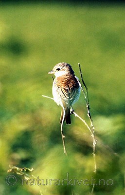 bb394 / Lanius collurio / Tornskate