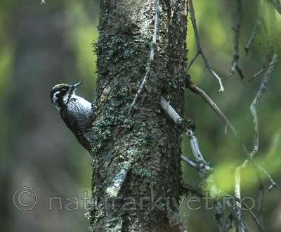 bb415 / Picoides tridactylus / Tretåspett
