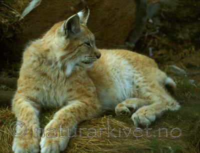 bb603 / Lynx lynx / Gaupe