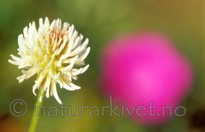 bb646 / Trifolium montanum / Bakkekløver