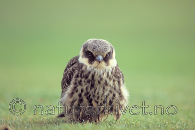 bb654 / Falco subbuteo / Lerkefalk