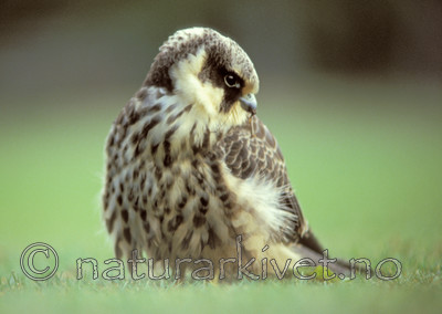 bb657 / Falco subbuteo / Lerkefalk