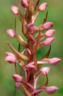 bb658 / Gymnadenia conopsea / Brudespore