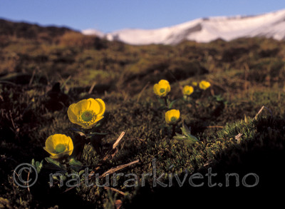 bb679 / Ranunculus sulphureus / Polarsoleie