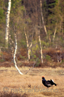 scansig_2012_2 / Tetrao tetrix / Orrfugl