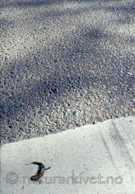 scansig_2012_4 / Lissotriton vulgaris / Småsalamander