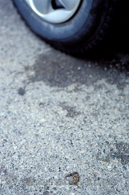 scansig_2012_6 / Lissotriton vulgaris / Småsalamander