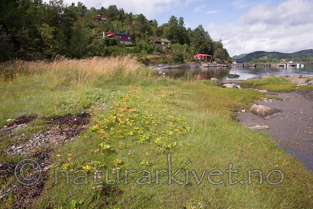 $R08DYZV / Centaurium littorale / Tusengylden <br /> Centaurium pulchellum / Dverggylden