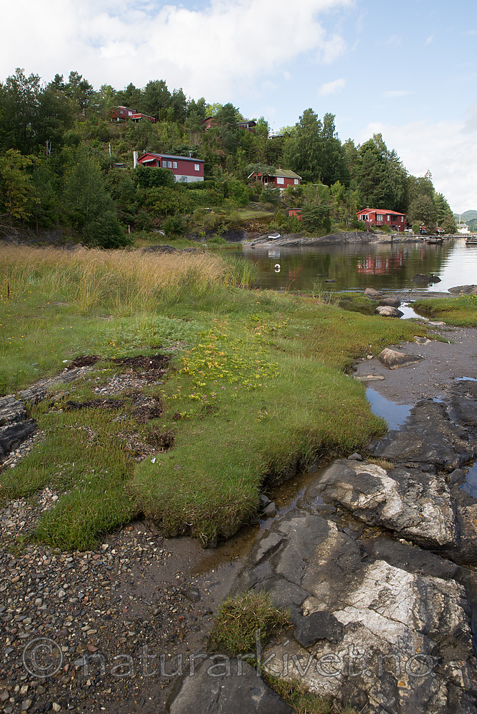 $RHP4ZTU / Centaurium littorale / Tusengylden <br /> Centaurium pulchellum / Dverggylden