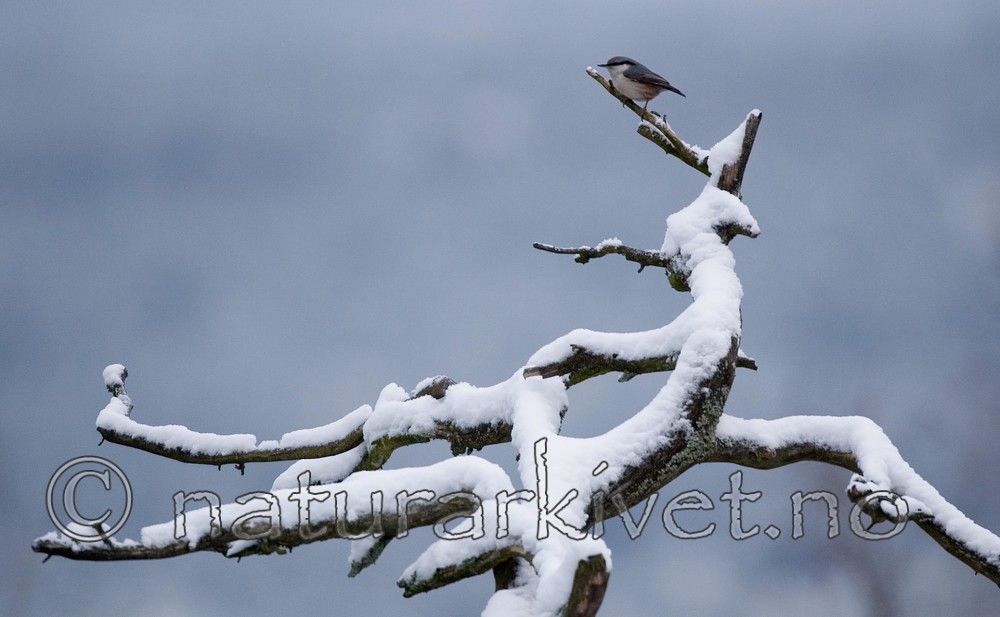 BB 05 0004 / Sitta europaea / Spettmeis