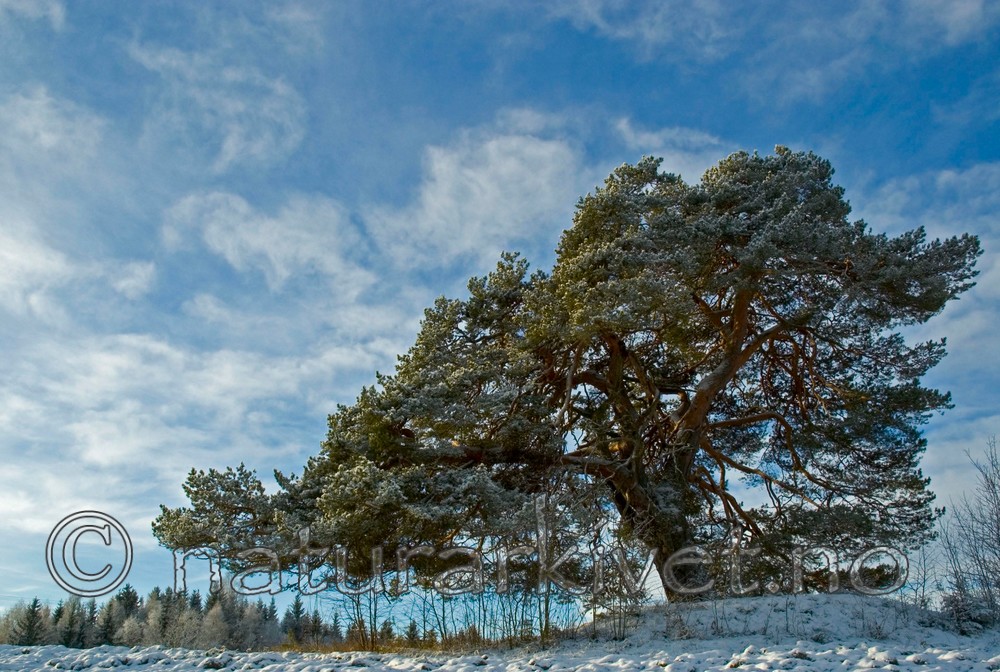 BB 05 0007 / Pinus sylvestris / Furu