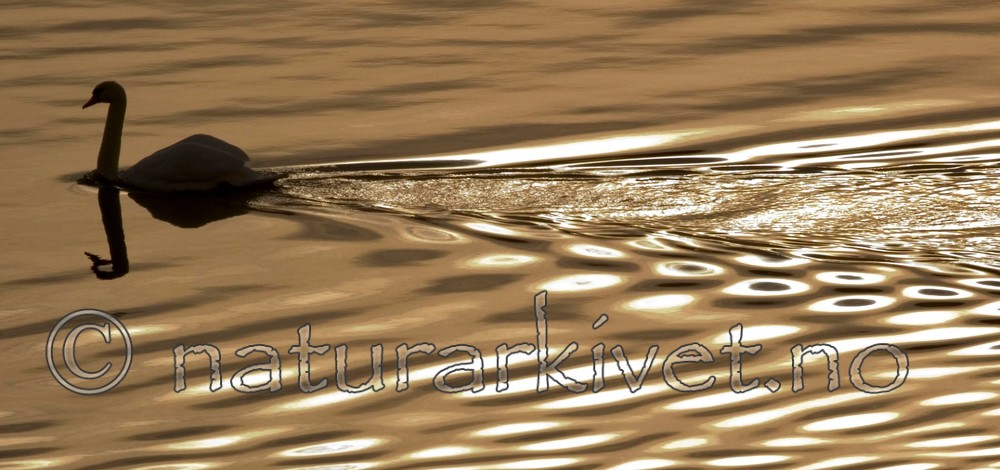 BB 05 0008 / Cygnus olor / Knoppsvane