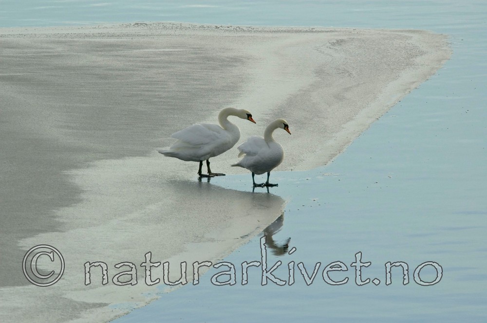 BB 05 0010 / Cygnus olor / Knoppsvane