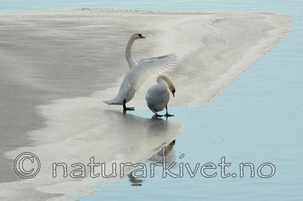 BB 05 0011 / Cygnus olor / Knoppsvane