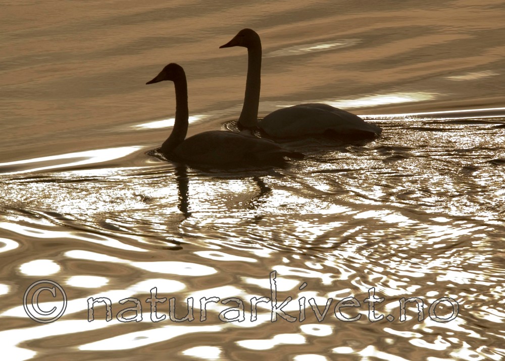 BB 05 0012 / Cygnus cygnus / Sangsvane