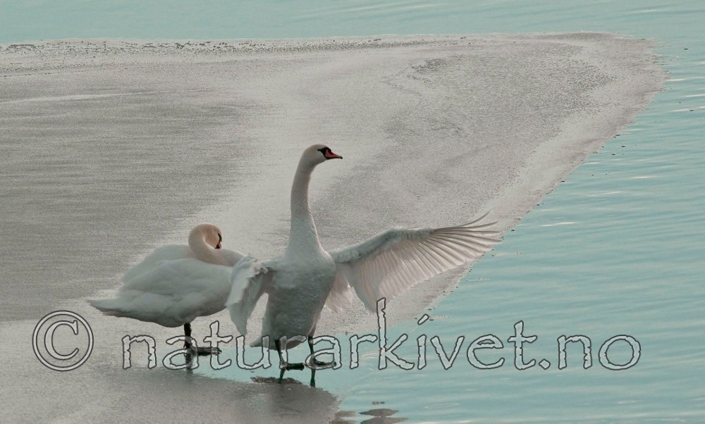 BB 05 0014 / Cygnus olor / Knoppsvane