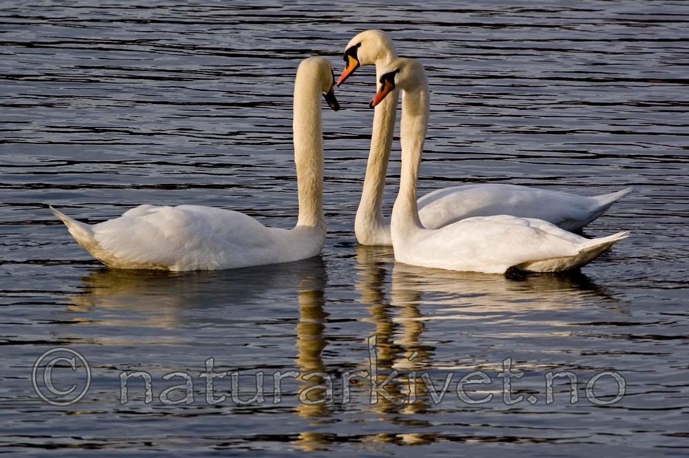 BB 05 0018 / Cygnus olor / Knoppsvane