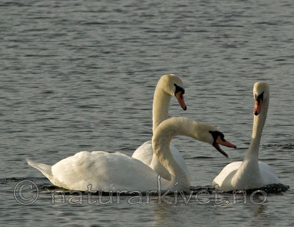 BB 05 0019 / Cygnus olor / Knoppsvane