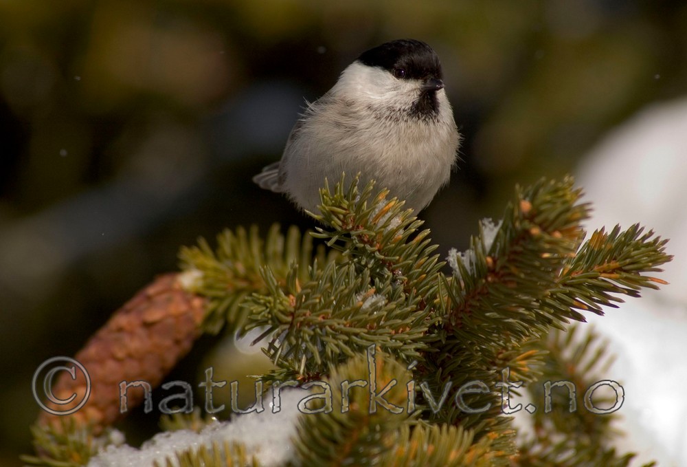 BB 05 0023 / Picea abies / Gran <br /> Poecile montanus / Granmeis