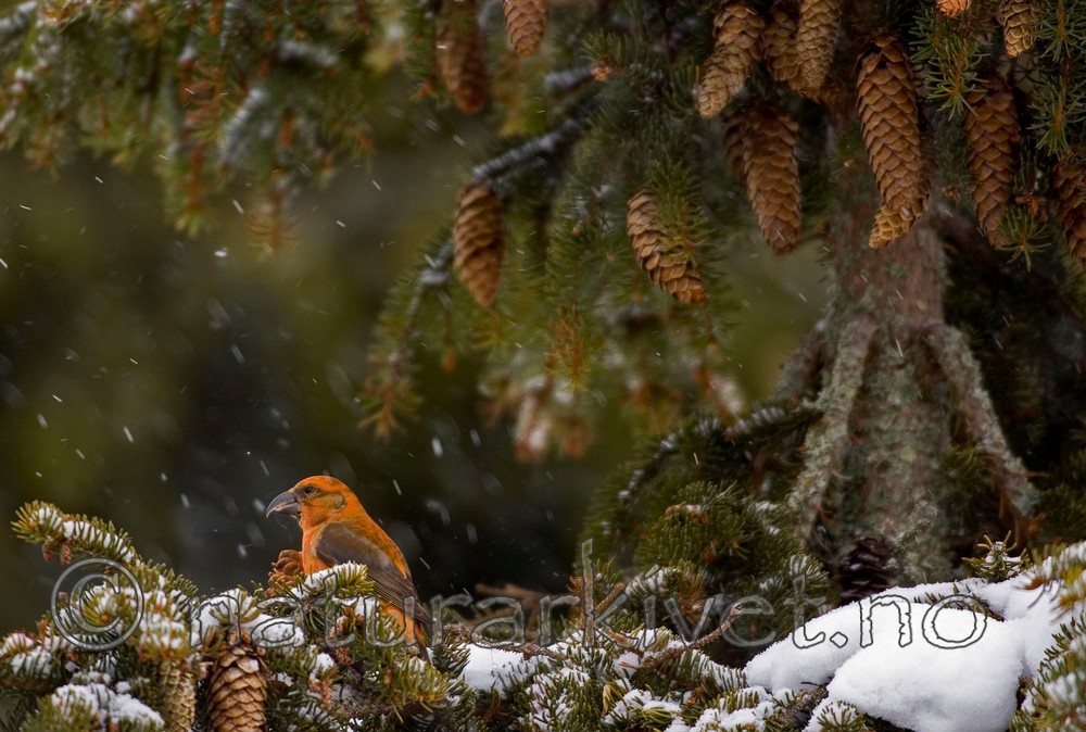 BB 05 0025 / Loxia curvirostra / Grankorsnebb <br /> Picea abies / Gran