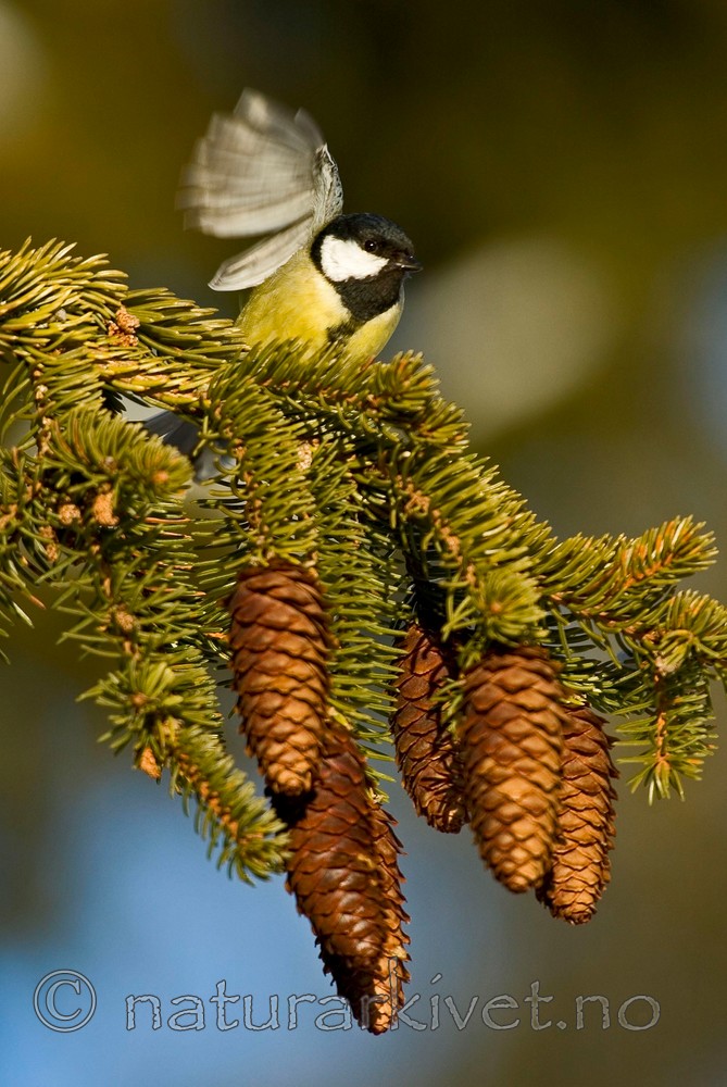BB 05 0034 / Parus major / Kjøttmeis <br /> Picea abies / Gran