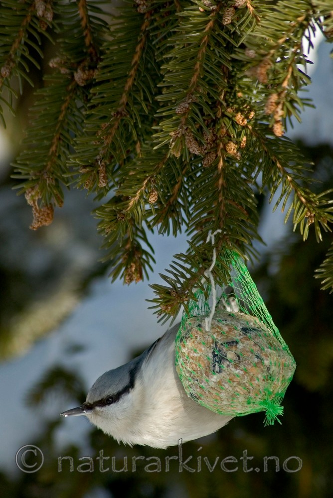 BB 05 0036 / Sitta europaea / Spettmeis