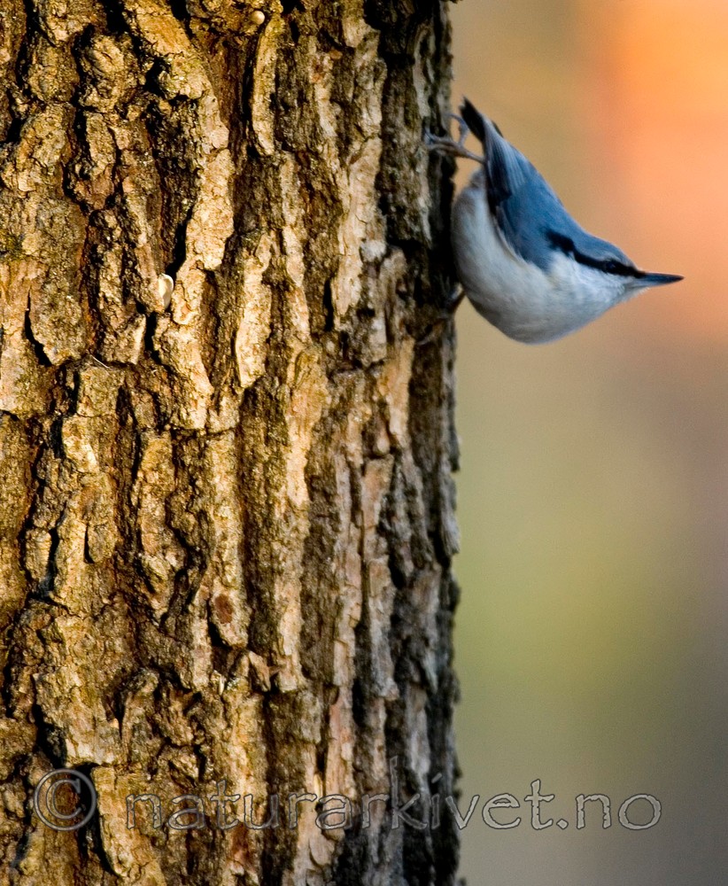 BB 05 0041 / Sitta europaea / Spettmeis