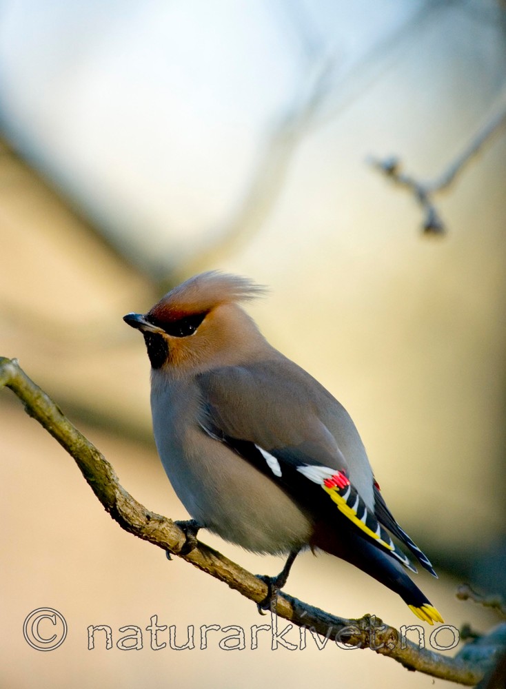 BB 05 0043 / Bombycilla garrulus / Sidensvans