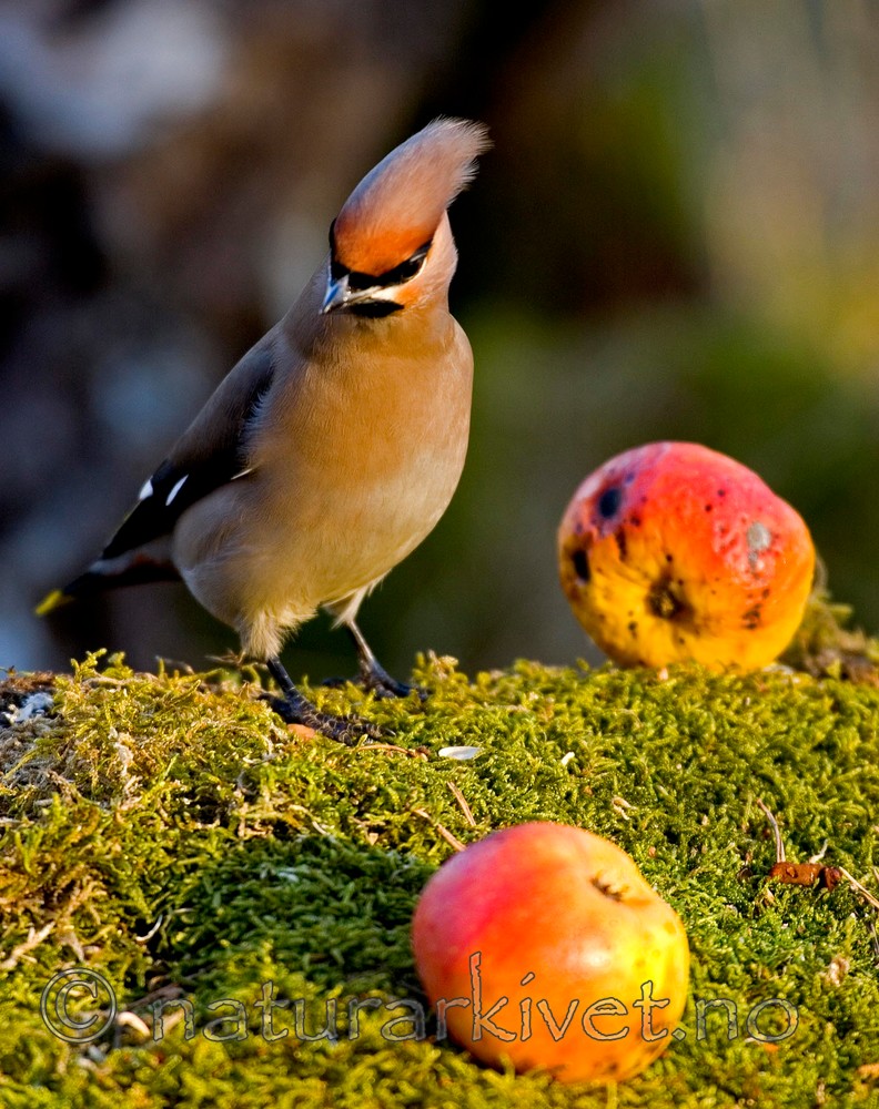 BB 05 0046 / Bombycilla garrulus / Sidensvans