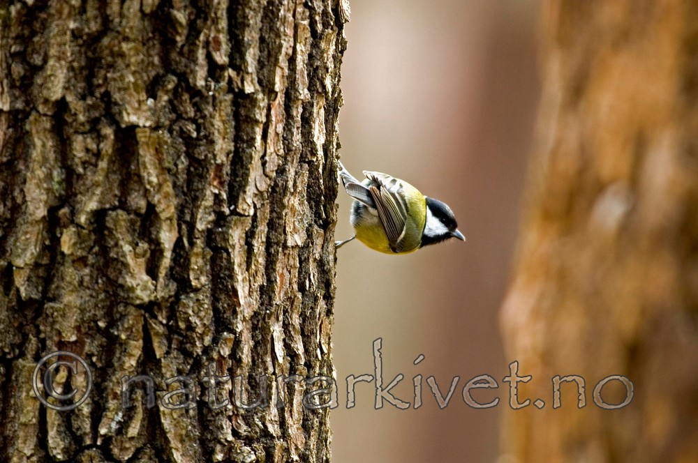 BB 05 0048 / Parus major / Kjøttmeis