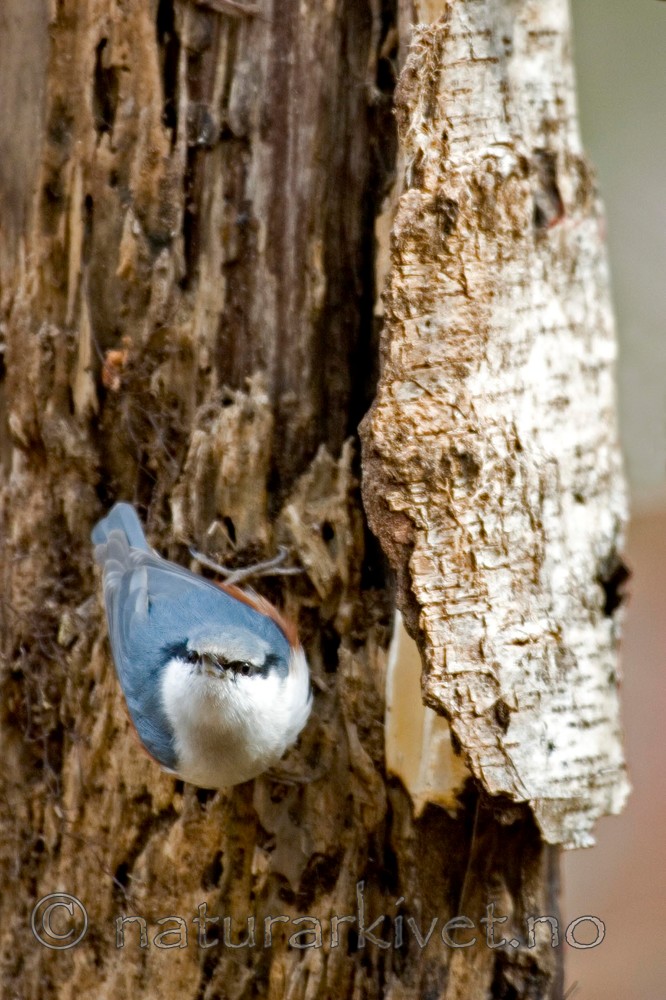 BB 05 0053 / Sitta europaea / Spettmeis