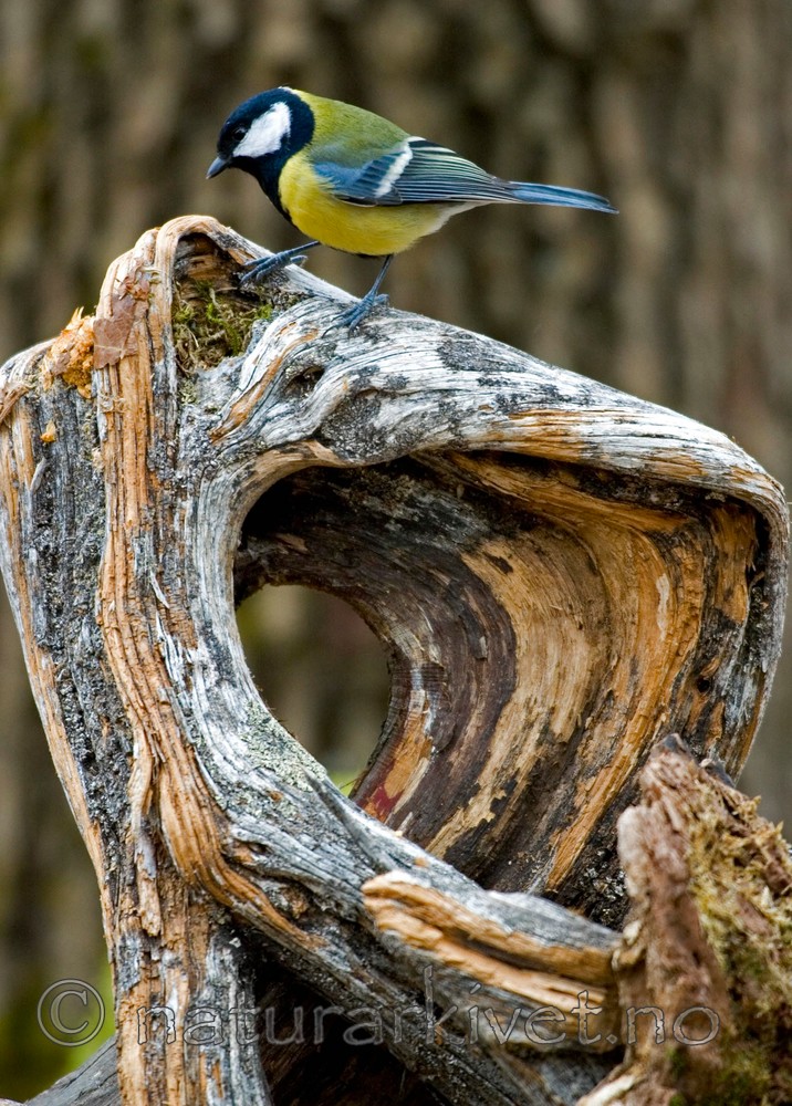 BB 05 0059 / Parus major / Kjøttmeis