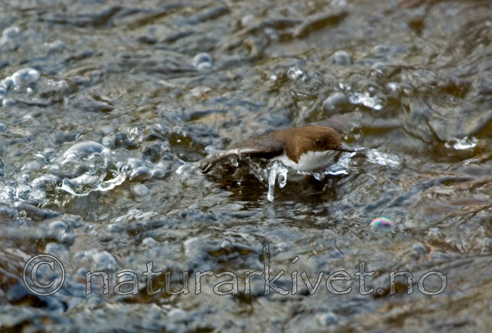 BB 05 0064 / Cinclus cinclus / Fossekall