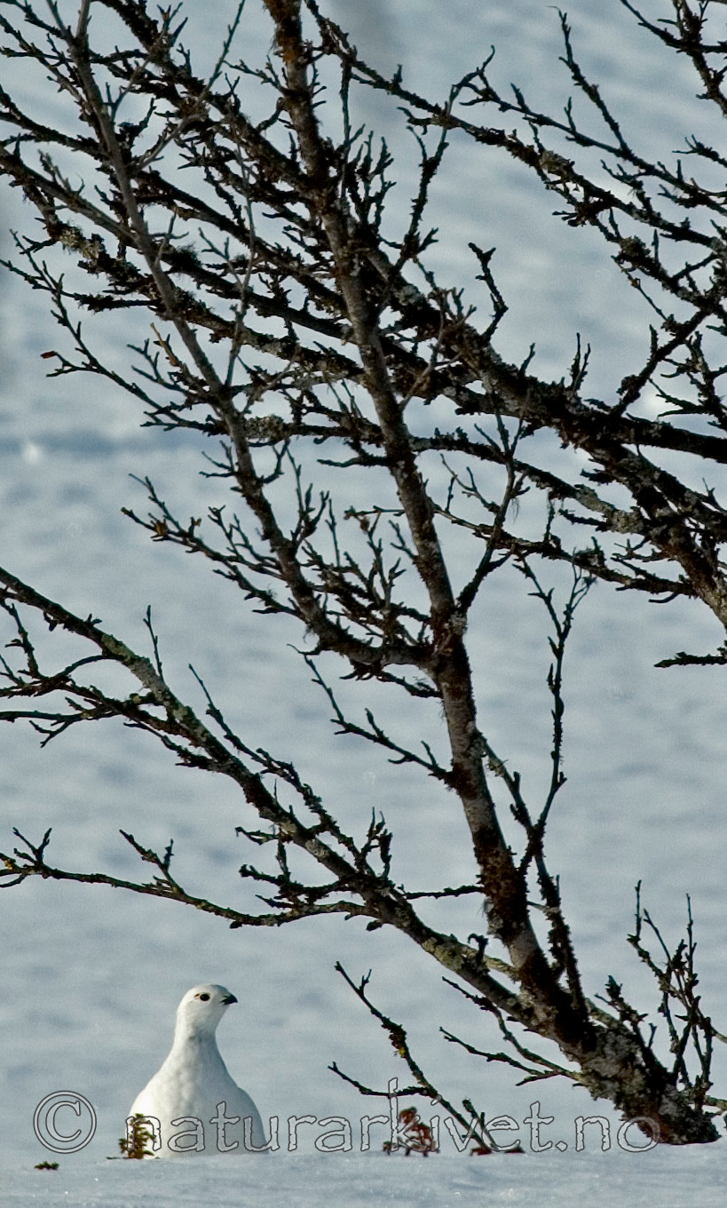 BB 05 0074 / Betula pubescens / Bjørk <br /> Lagopus lagopus / Lirype