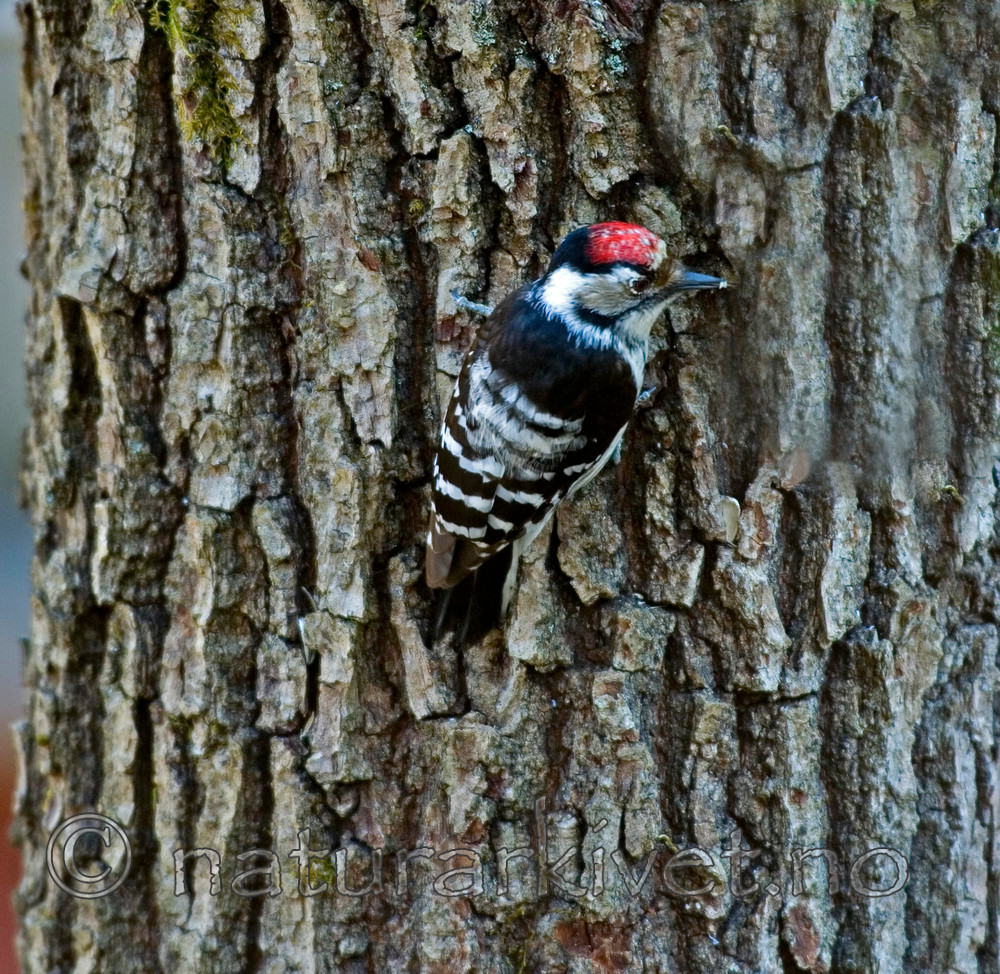 BB 05 0079 / Dendrocopos minor / Dvergspett