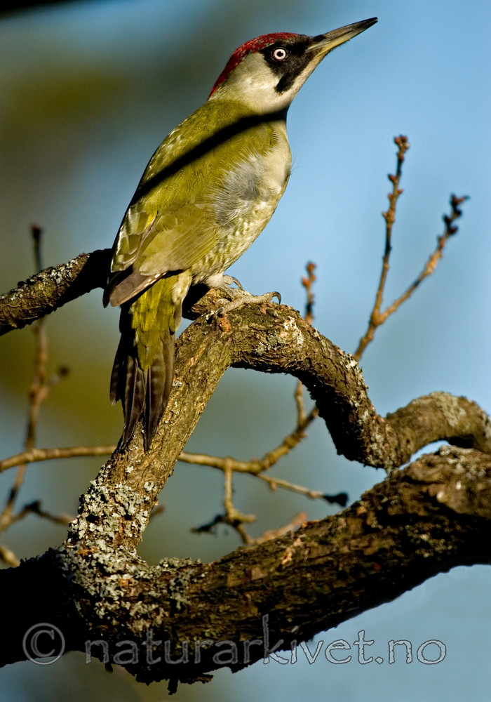 BB 05 0083 / Picus viridis / Grønnspett