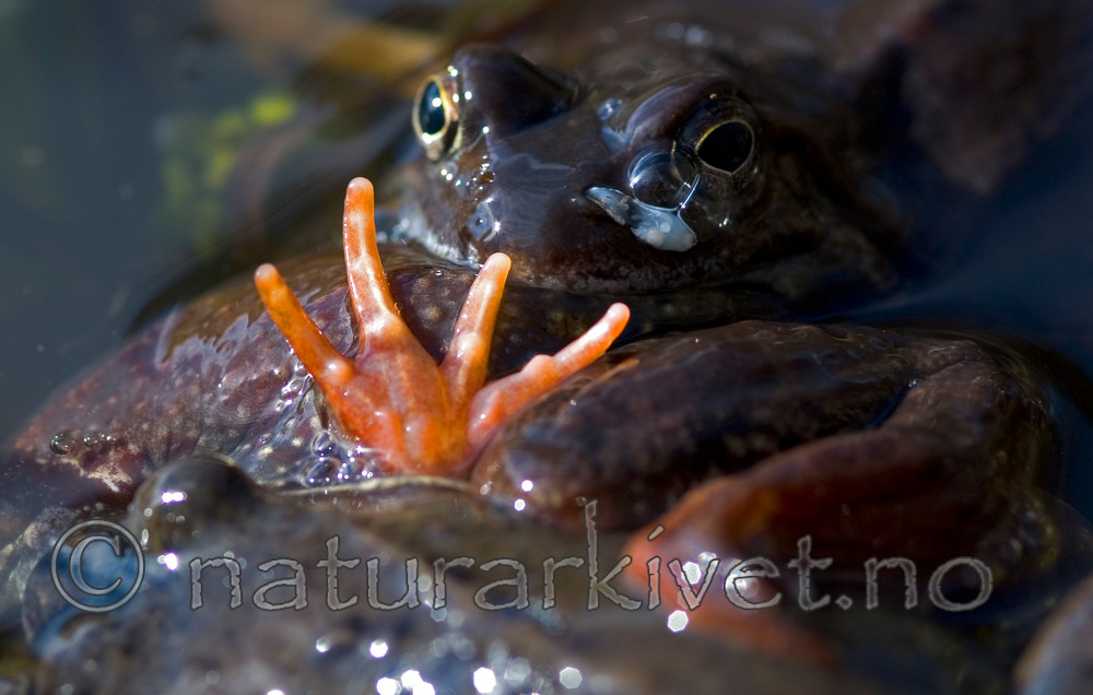 BB 05 0085 / Rana temporaria / Buttsnutefrosk